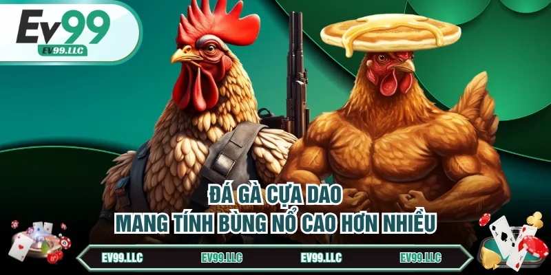 Đá gà cựa dao mang tính bùng nổ cao hơn nhiều